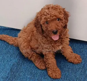 1-3 months Male Purebred Poodle