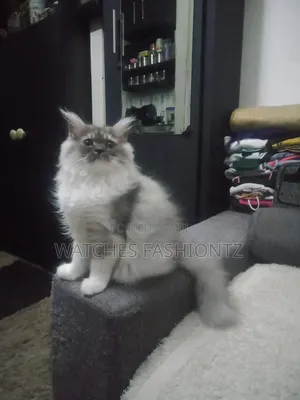 1-3 months Female Purebred Norwegian Forest