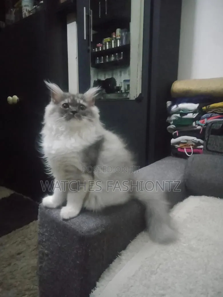 1-3 months Female Purebred Norwegian Forest
