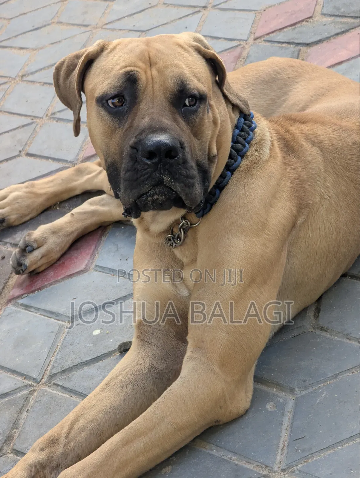 1+ year Male Purebred Boerboel