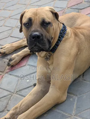 1+ year Male Purebred Boerboel