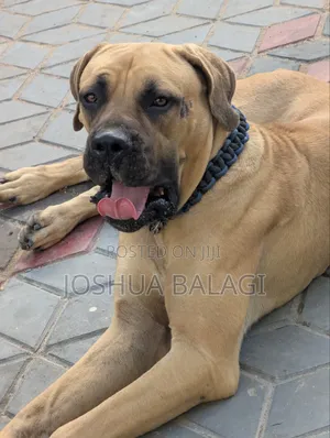 1+ year Male Purebred Boerboel