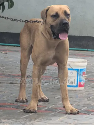 1+ year Male Purebred Boerboel