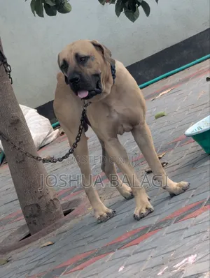 1+ year Male Purebred Boerboel