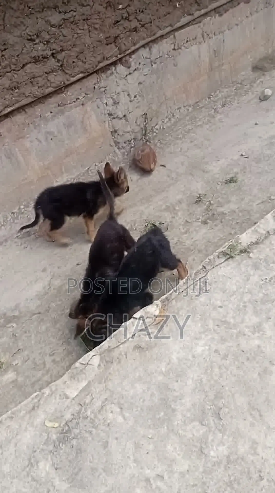 1-3 months Female Mixed Breed German Shepherd