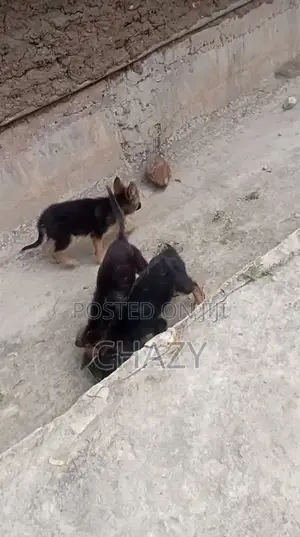 1-3 months Female Mixed Breed German Shepherd