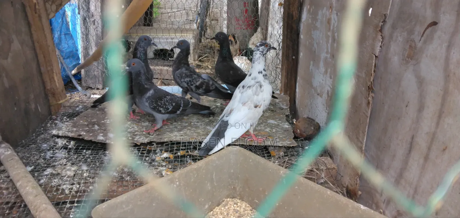 Pigeons for Sale