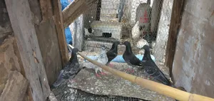 Pigeons for Sale
