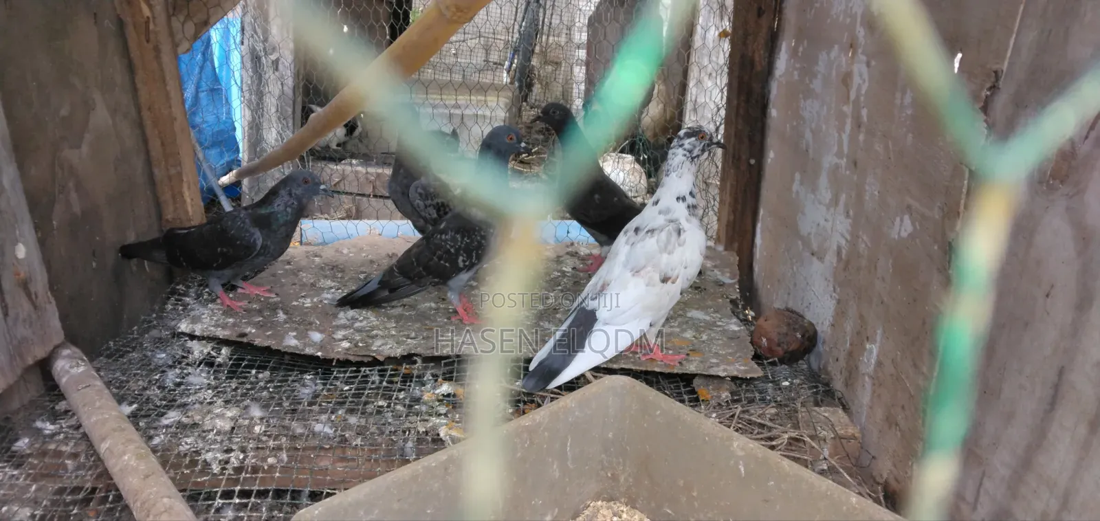 Pigeons for Sale