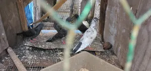 Pigeons for Sale