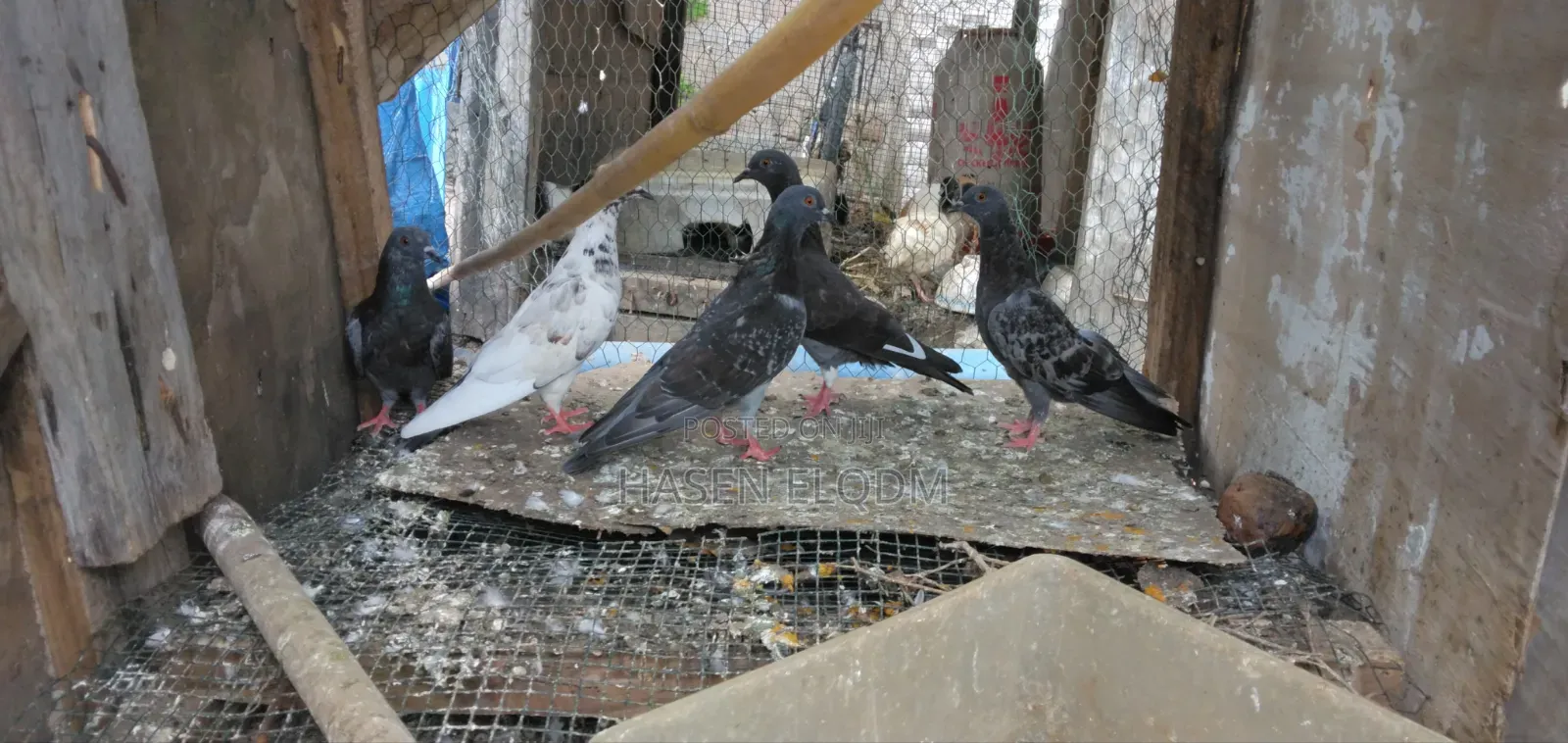 Pigeons for Sale