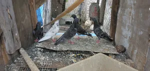 Pigeons for Sale