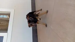 1-3 months Female Mixed Breed German Shepherd