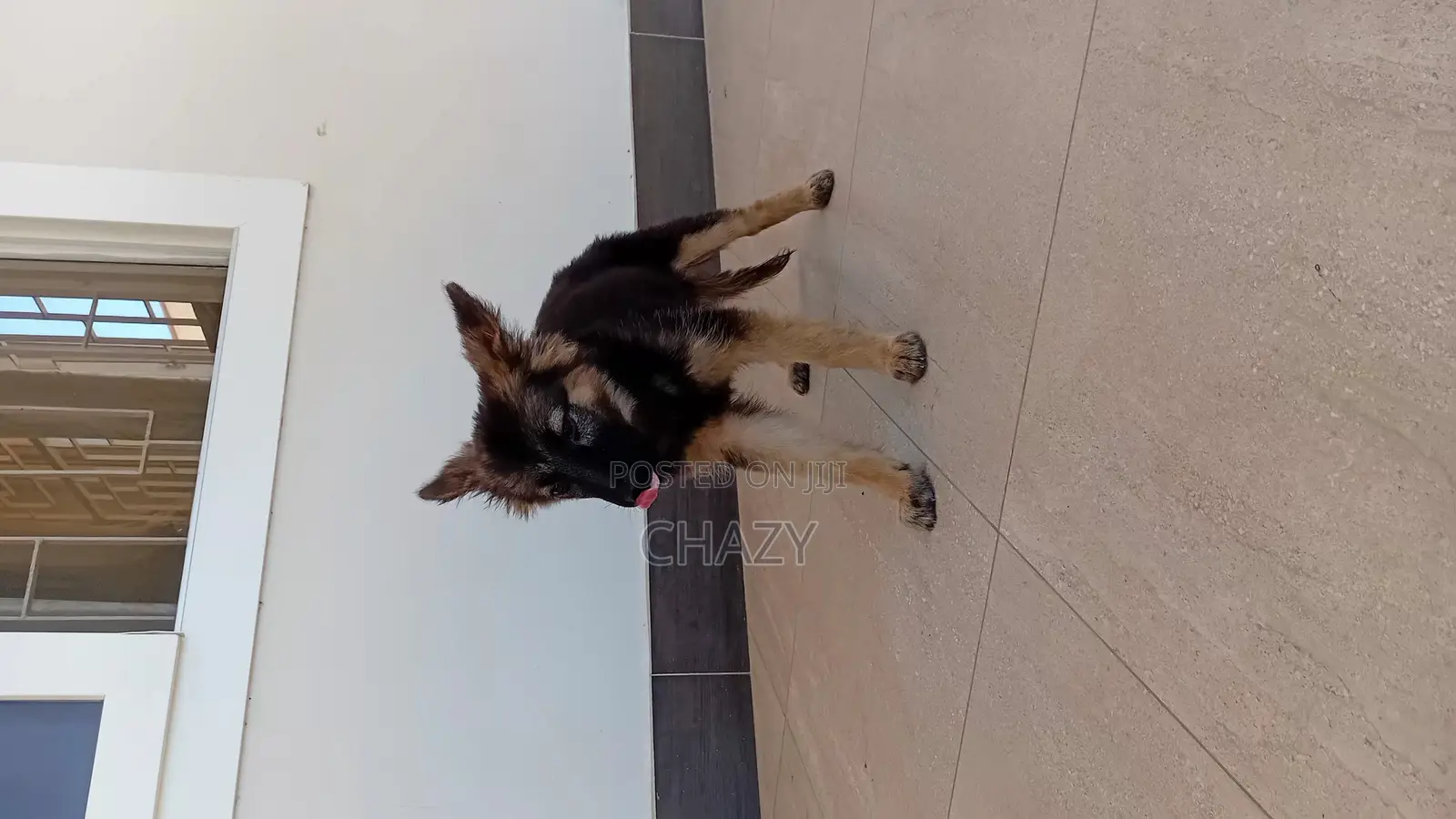 1-3 months Female Mixed Breed German Shepherd