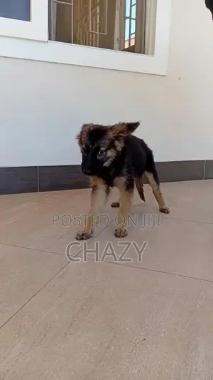 1-3 months Female Mixed Breed German Shepherd