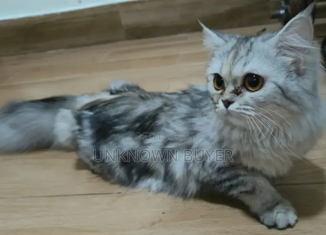 1+ year Female Purebred Persian