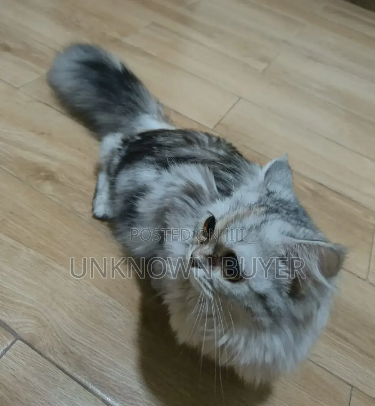 1+ year Female Purebred Persian