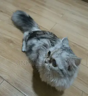 1+ year Female Purebred Persian