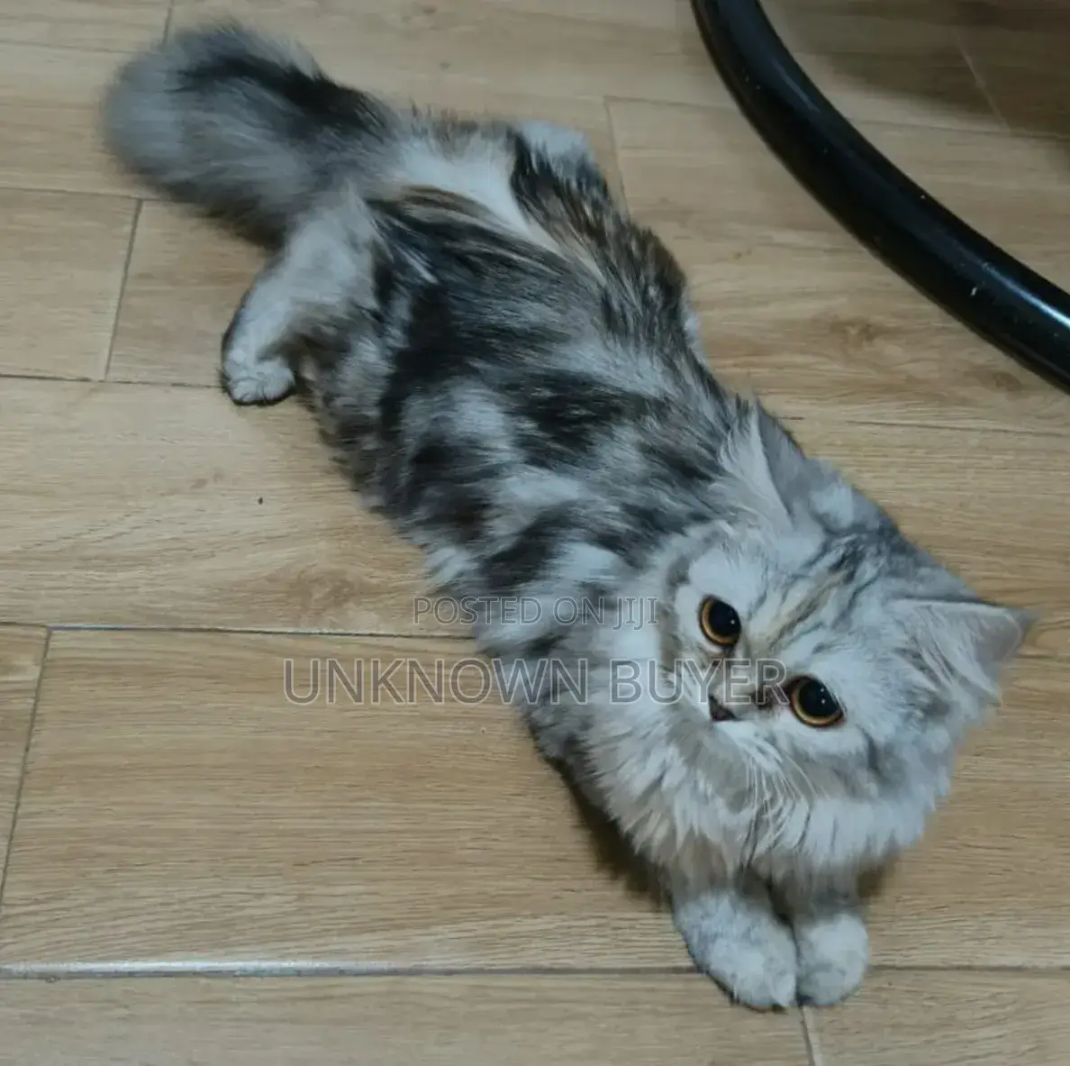 1+ year Female Purebred Persian