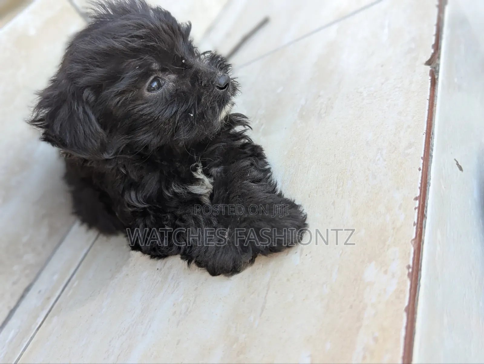 1-3 months Female Purebred Maltipoo