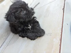 1-3 months Female Purebred Maltipoo