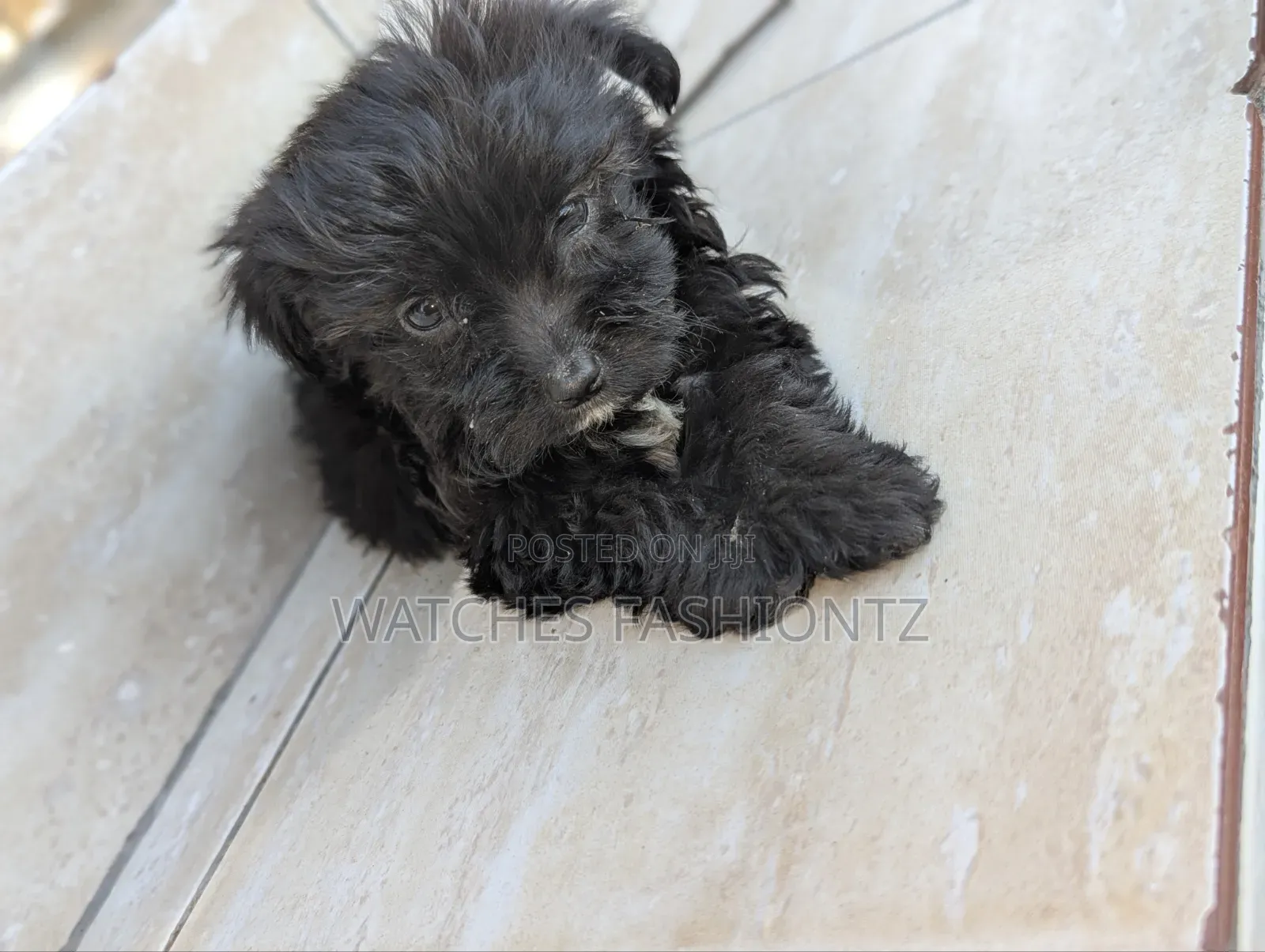 1-3 months Female Purebred Maltipoo