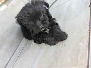1-3 months Female Purebred Maltipoo