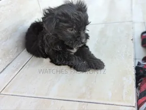 1-3 months Female Purebred Maltipoo