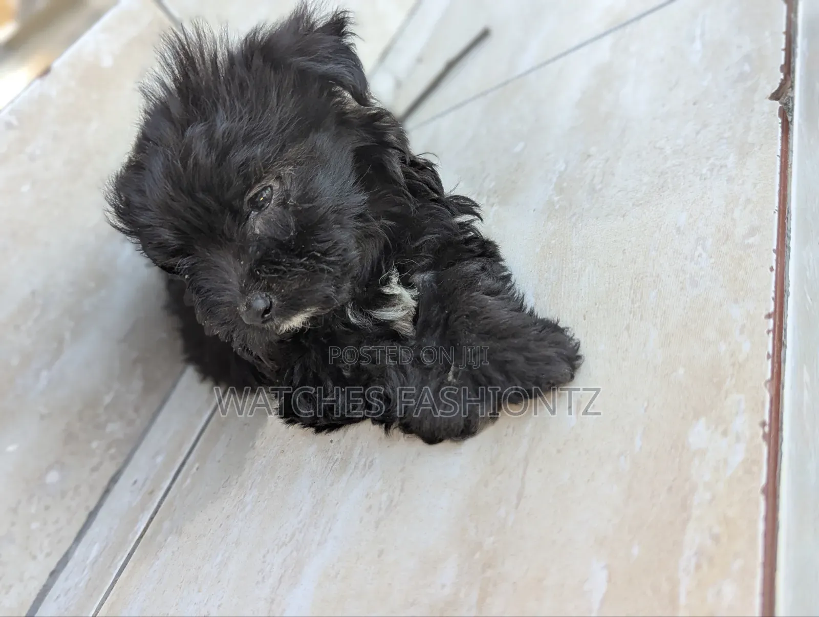 1-3 months Female Purebred Maltipoo