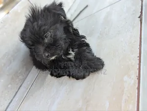1-3 months Female Purebred Maltipoo