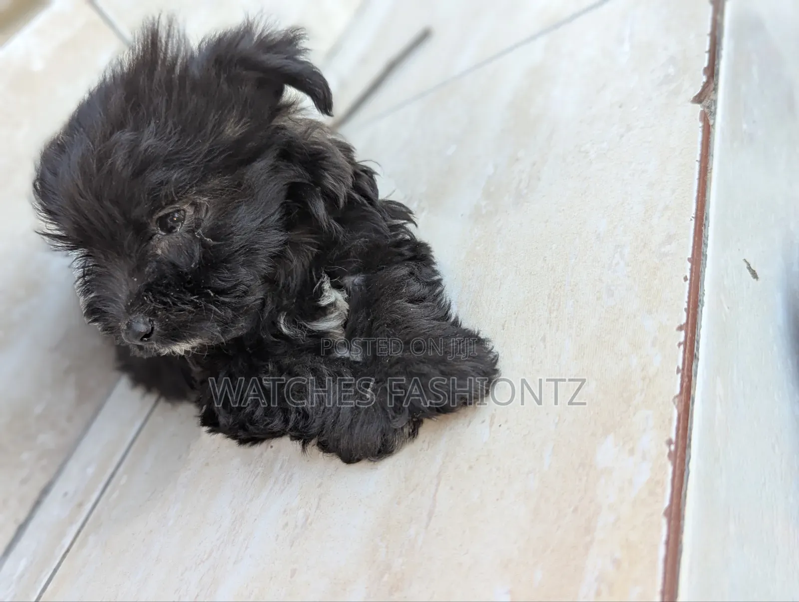 1-3 months Female Purebred Maltipoo