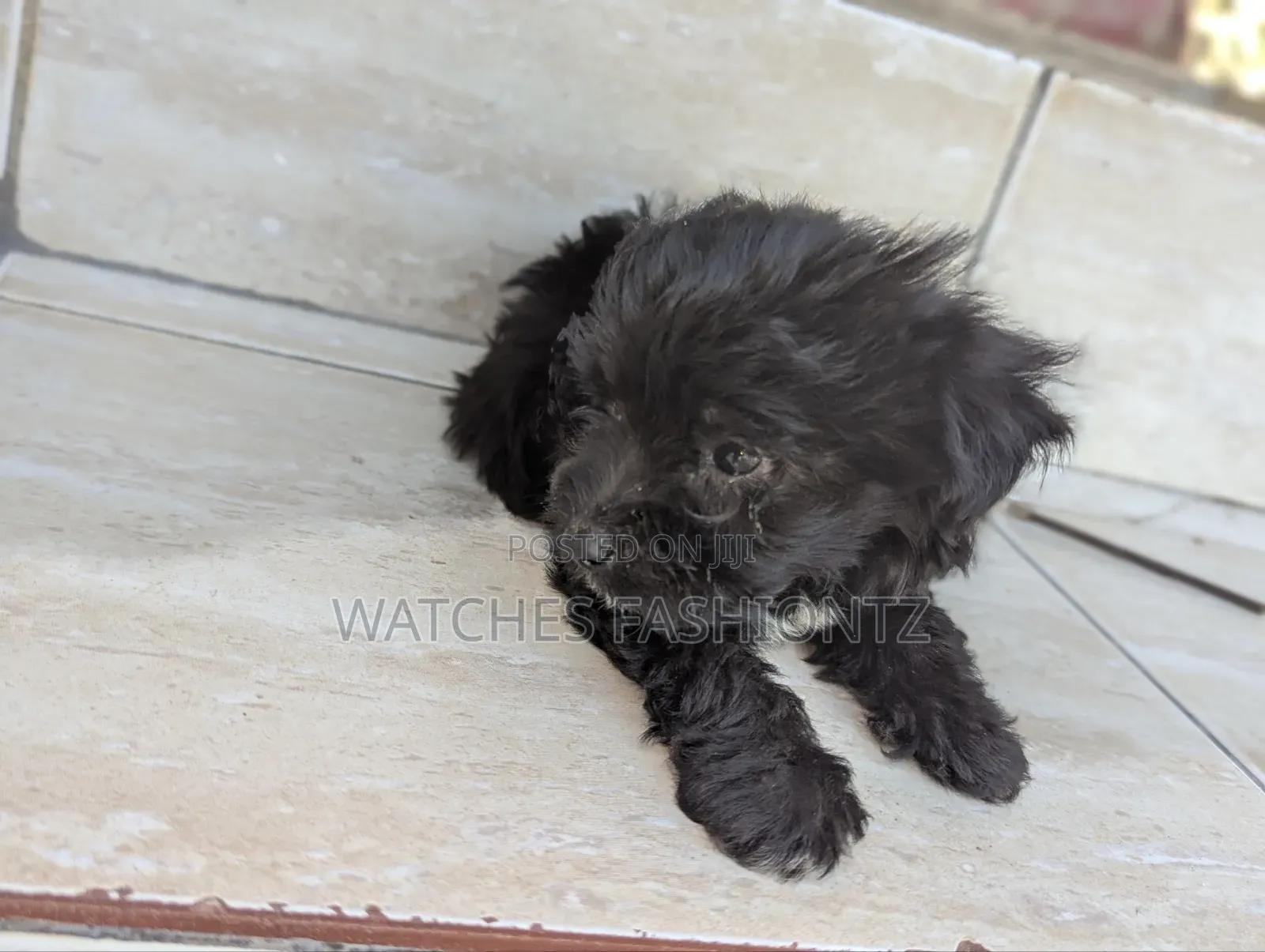 1-3 months Female Purebred Maltipoo