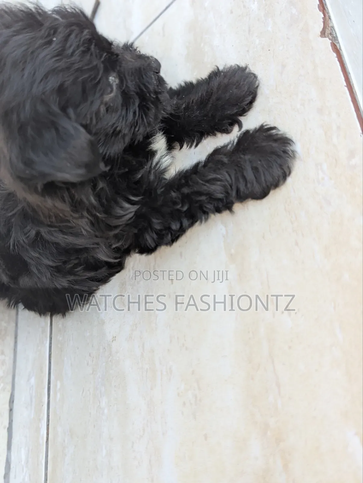 1-3 months Female Purebred Maltipoo