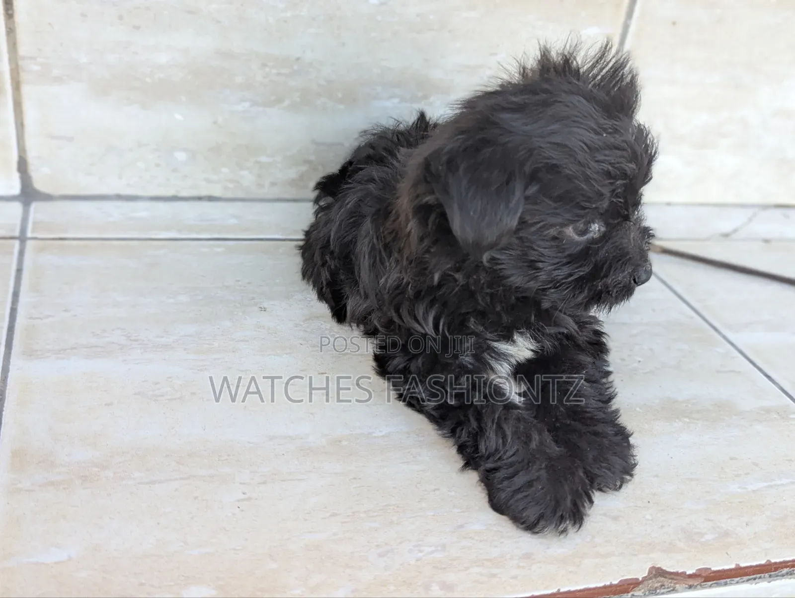 1-3 months Female Purebred Maltipoo