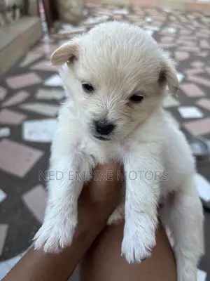 1-3 months Male Purebred Japanese Spitz