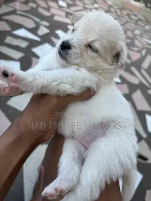1-3 months Male Purebred Japanese Spitz