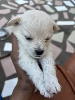 1-3 months Male Purebred Japanese Spitz