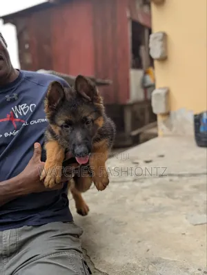 1-3 months Female Purebred German Shepherd