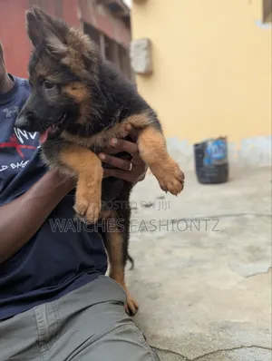 1-3 months Female Purebred German Shepherd