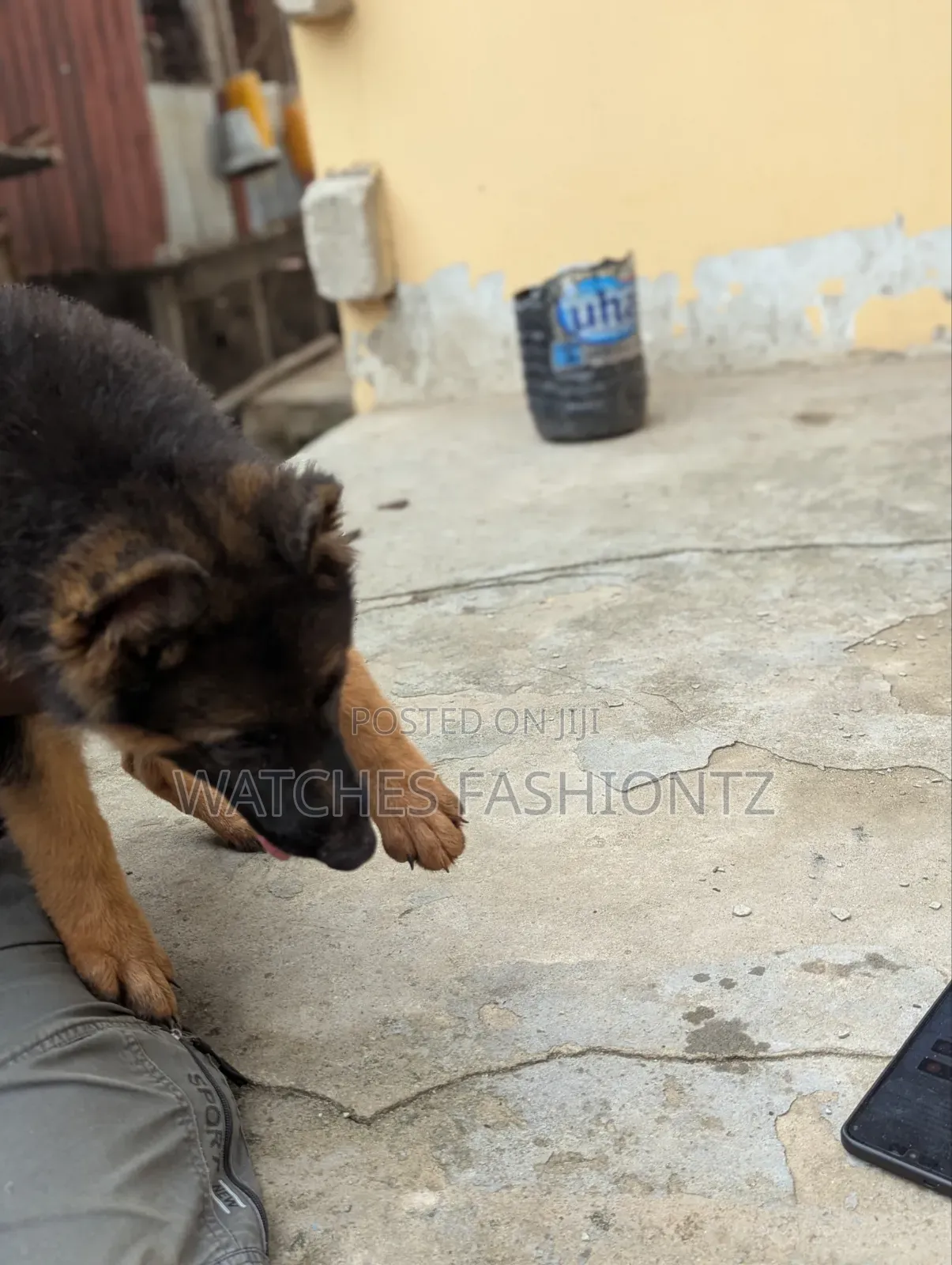 1-3 months Female Purebred German Shepherd