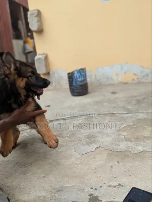 1-3 months Female Purebred German Shepherd