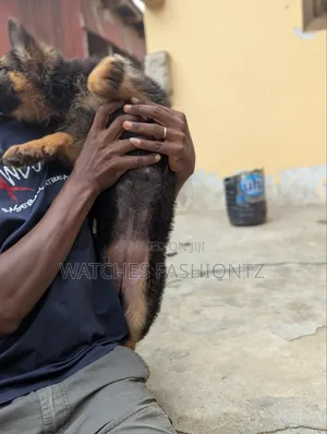 1-3 months Female Purebred German Shepherd