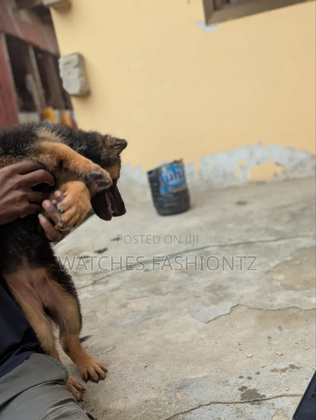 1-3 months Female Purebred German Shepherd