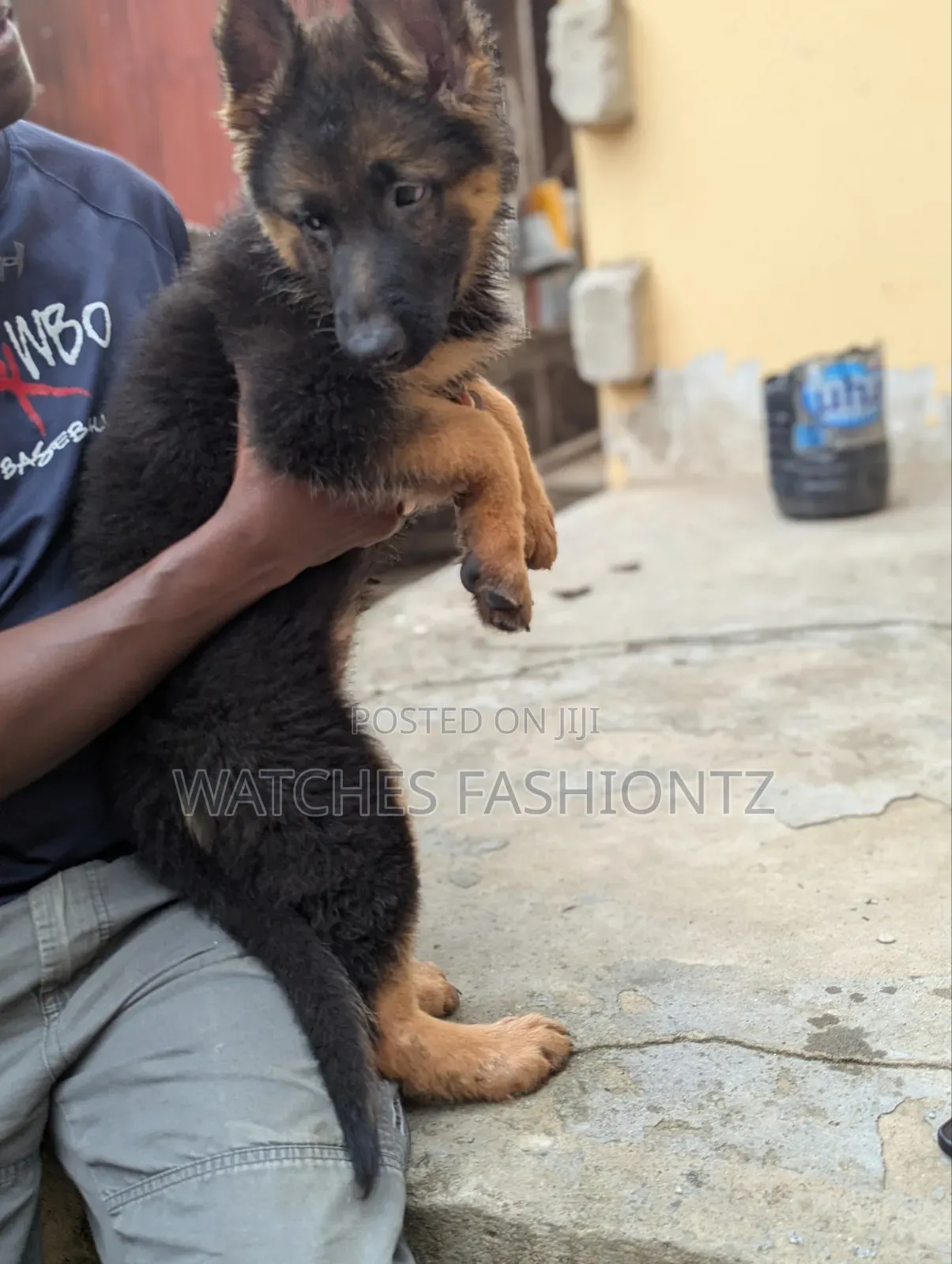 1-3 months Female Purebred German Shepherd
