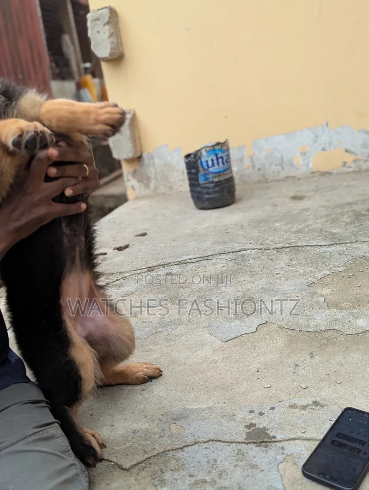 1-3 months Female Purebred German Shepherd