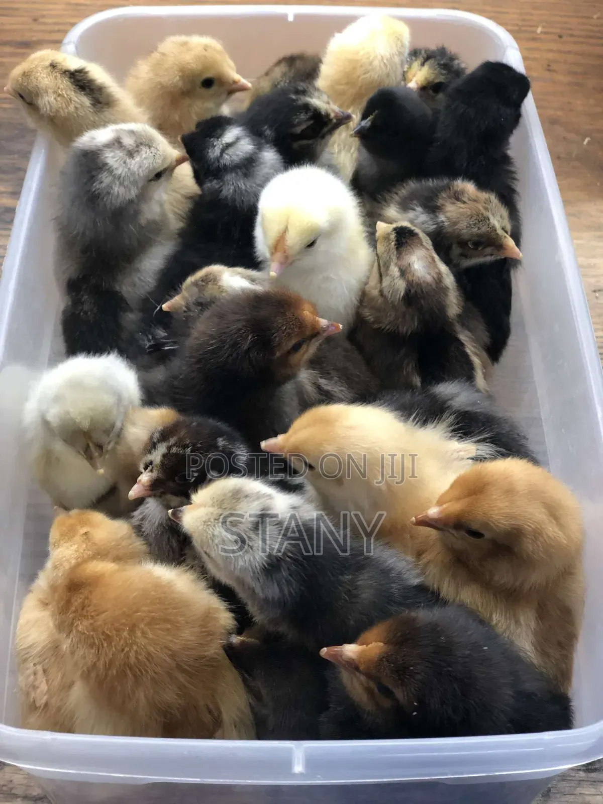 Vifaranga Wa Kienyeji Mbegu Kubwa Vinauzwa