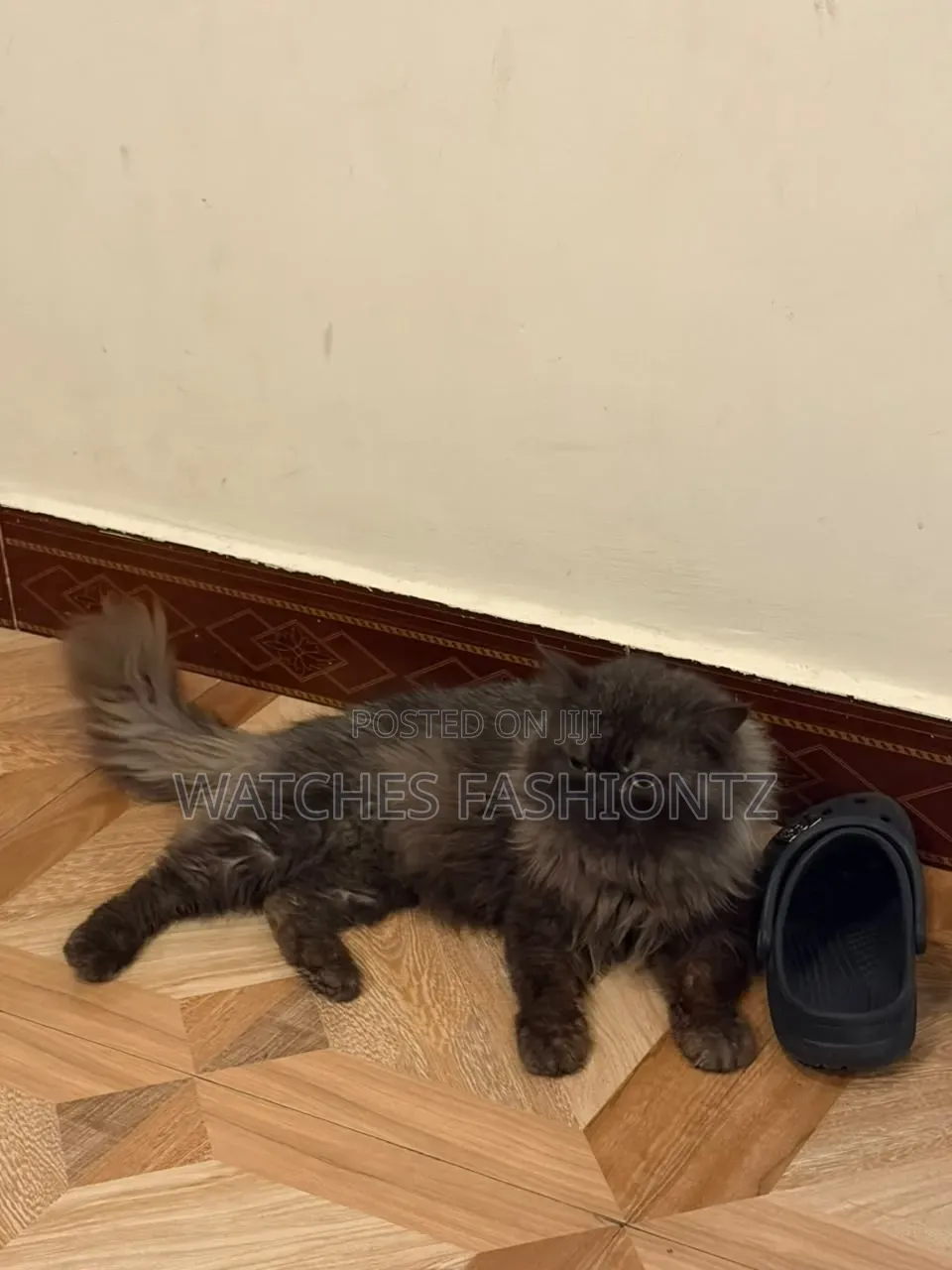 1+ year Male Purebred Persian