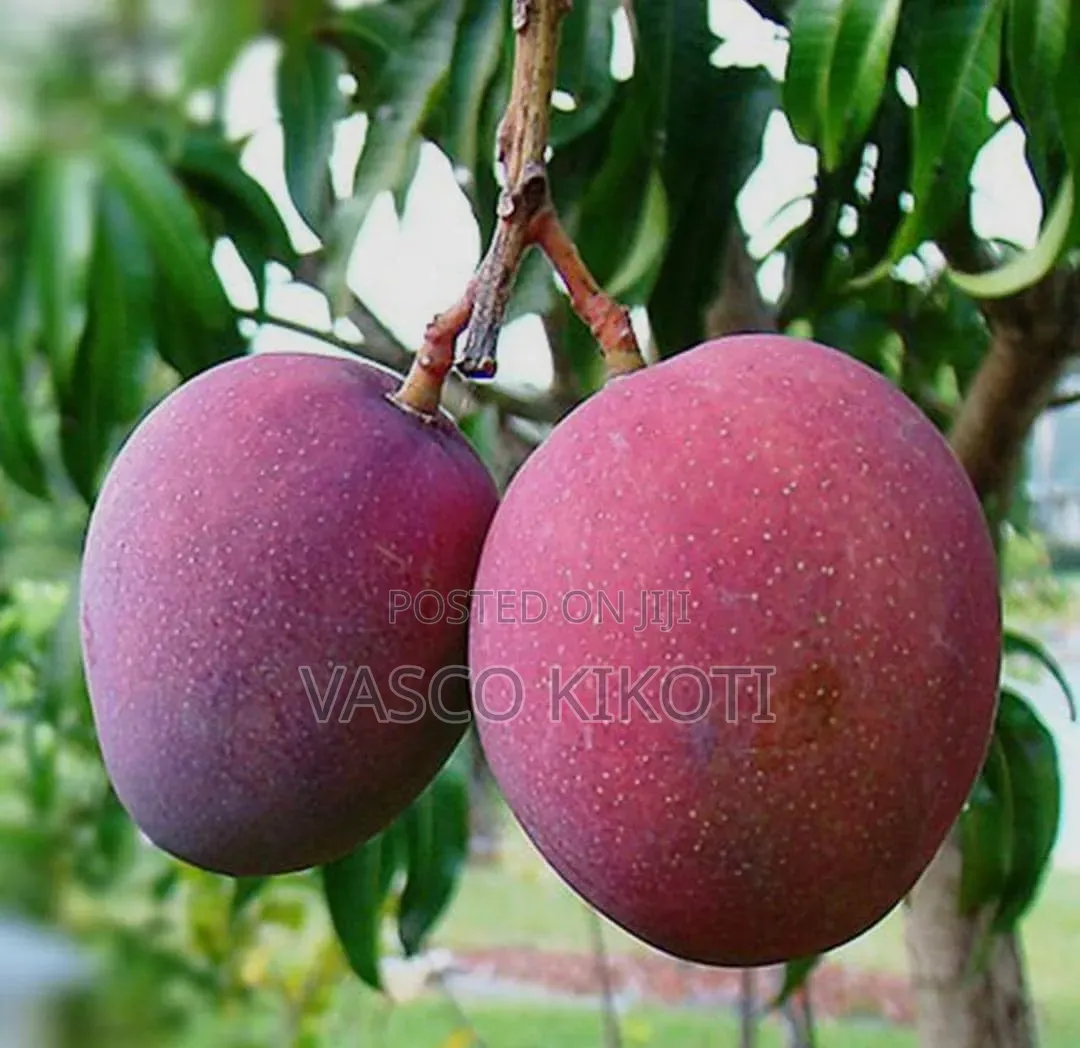 Miche Ya Matunda