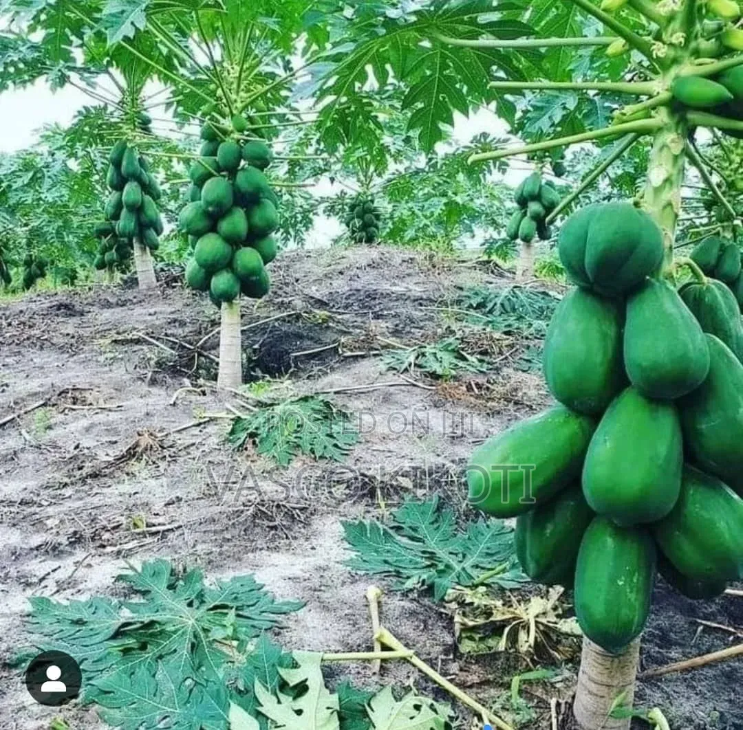 Miche Ya Matunda