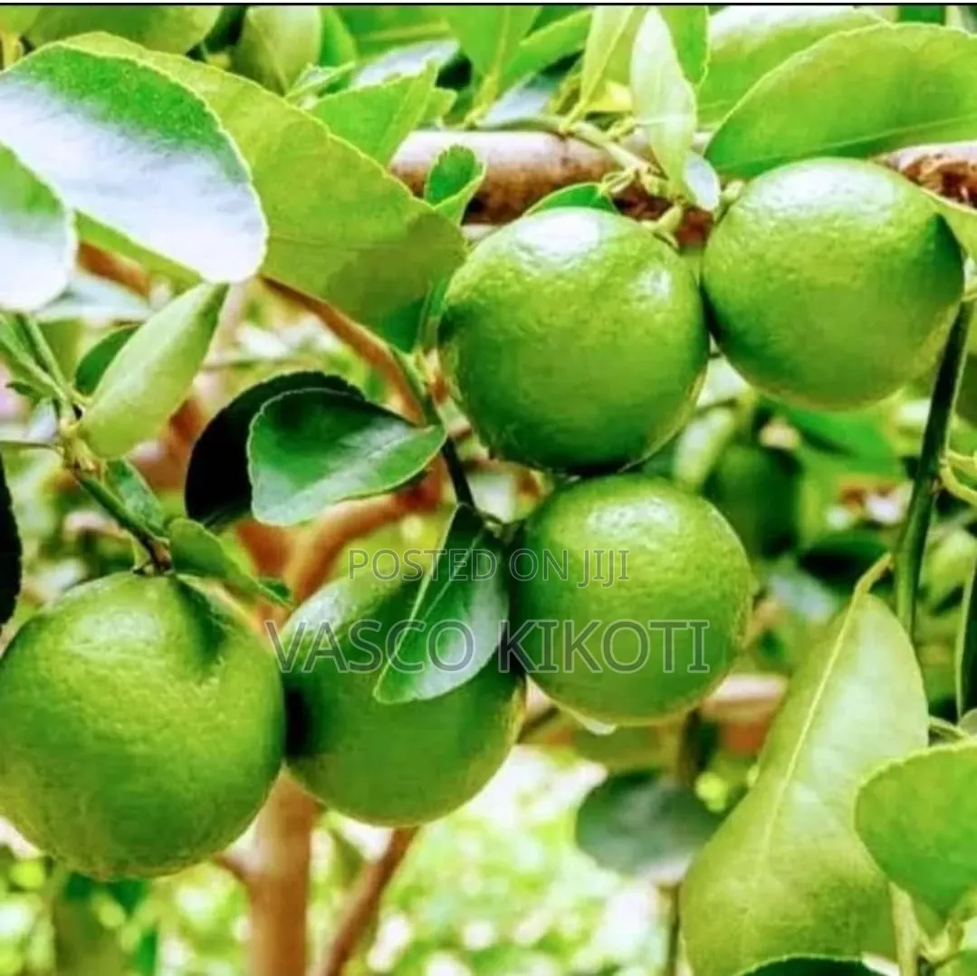 Miche Ya Matunda